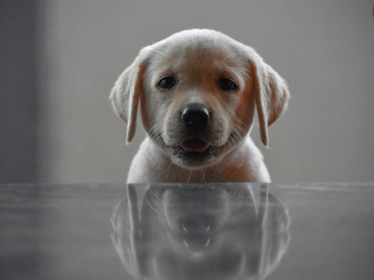 Labrador Retrievers: Everything You Need to Know About the Loyal Family Companion