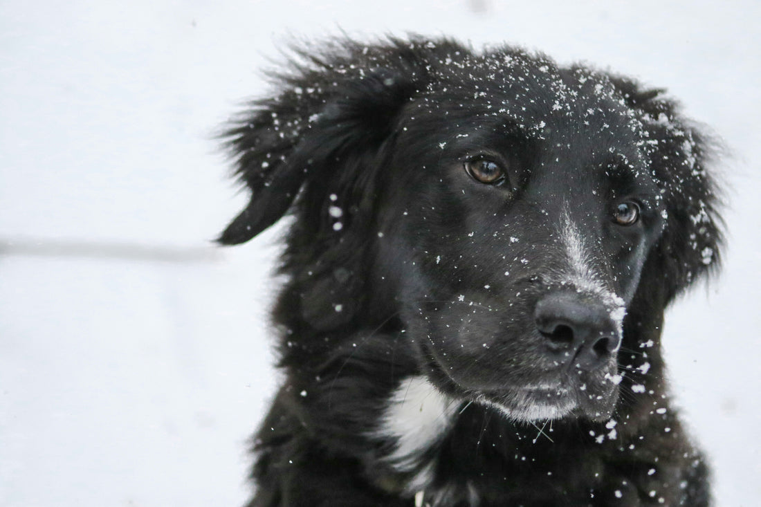 How to Use HugWith Products for Winter Pet Care: Keeping Your Pet Healthy and Comfortable