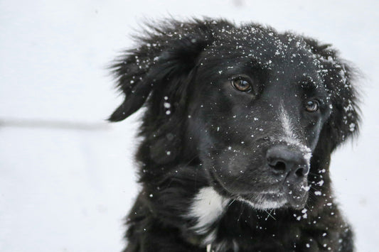 How to Use HugWith Products for Winter Pet Care: Keeping Your Pet Healthy and Comfortable