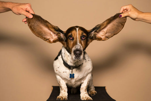 How to Properly Care for Your Pet’s Ears: Best Practices for Keeping Them Clean and Healthy