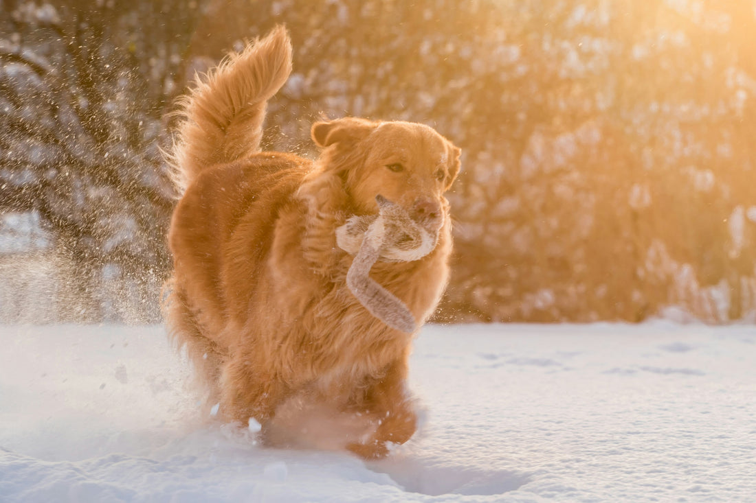 5 Common Pet Hygiene Mistakes and How to Avoid Them