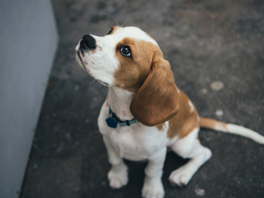 The Essential Guide to Pet Ear Care: How Ear Wipes Can Help Keep Your Pet Healthy and Happy