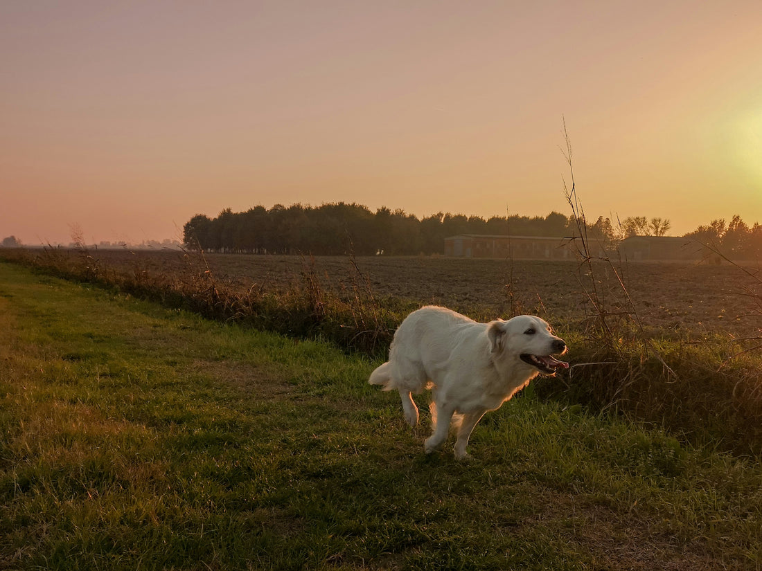 Top 5 Essential Pet Care Tips for a Happy and Healthy Pet in 2024