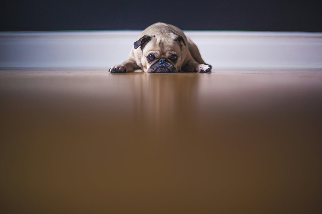 How to Help Your Pet Cope with Separation Anxiety