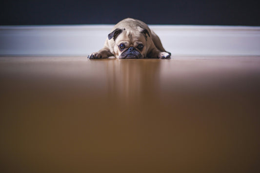 How to Help Your Pet Cope with Separation Anxiety
