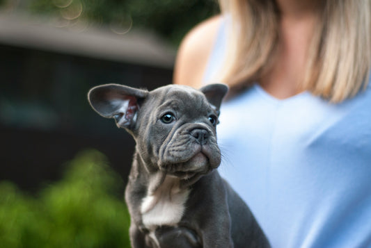 French Bulldogs: Everything You Need to Know About the Charming Frenchie