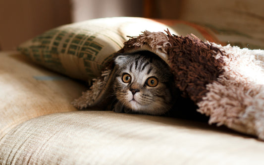 How to Help Your Pet Cope with Thunderstorm and Fireworks Anxiety