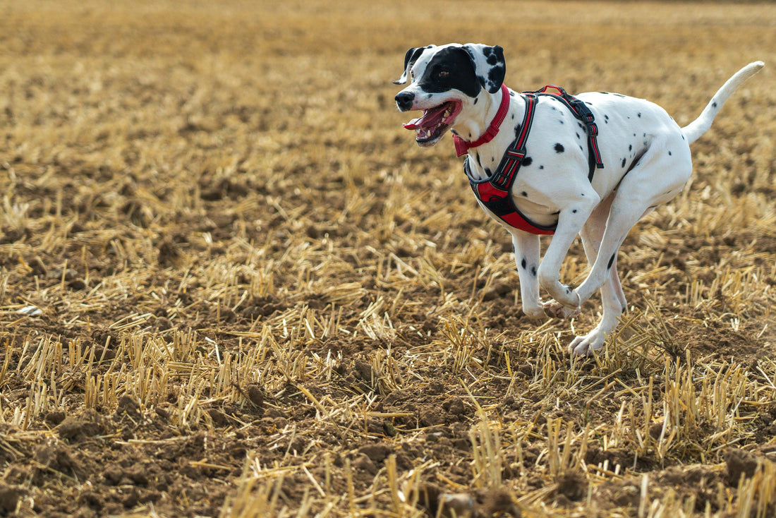How to Create the Perfect Exercise Routine for Your Pet