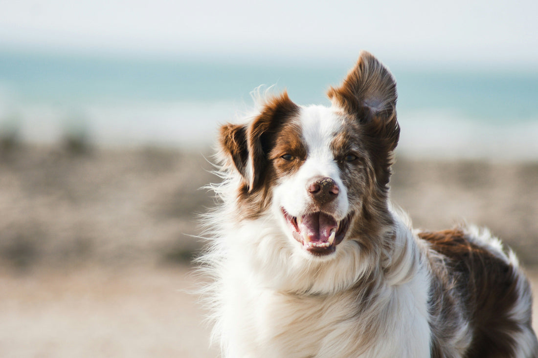 Title: How to Keep Your Pet Happy and Healthy at Home – A Trusted Guide for U.S. Pet Parents