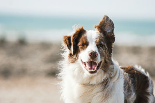 Title: How to Keep Your Pet Happy and Healthy at Home – A Trusted Guide for U.S. Pet Parents
