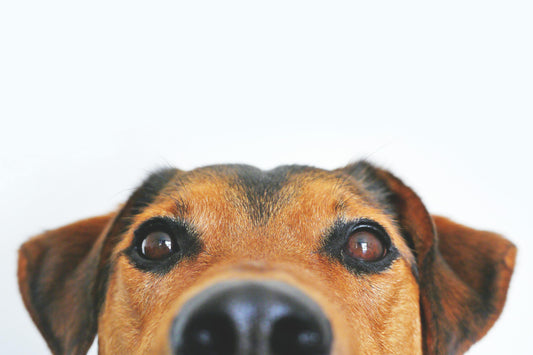 How Pet Ownership Improves Mental Health – Benefits for You and Your Furry Friend