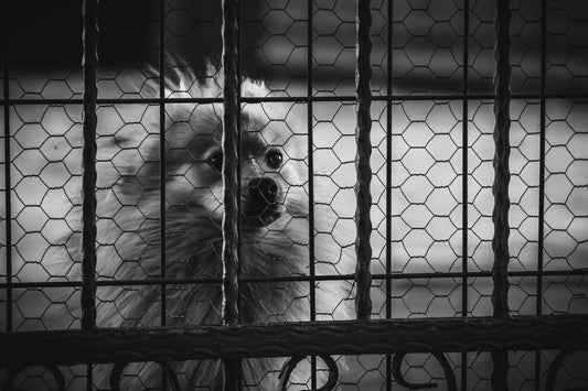 The Rise of Pet Adoption in 2025 and How to Prepare Your Home for a Rescue Pet