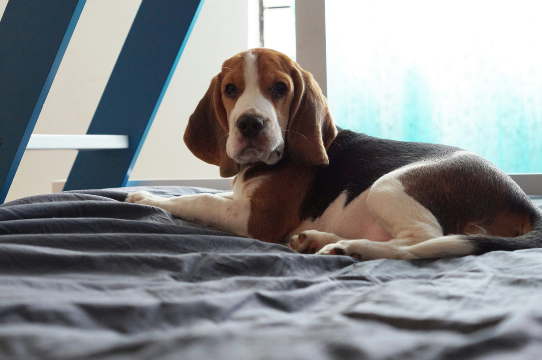 Beagles: Everything You Need to Know About the Curious Adventurer