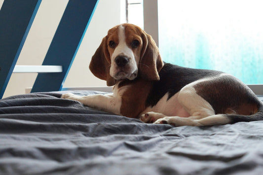 Beagles: Everything You Need to Know About the Curious Adventurer
