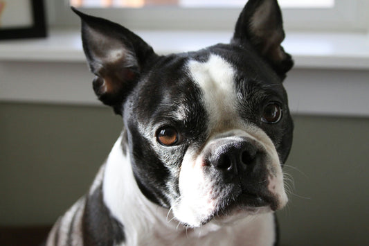 Boston Terriers: Everything You Need to Know About the American Gentleman