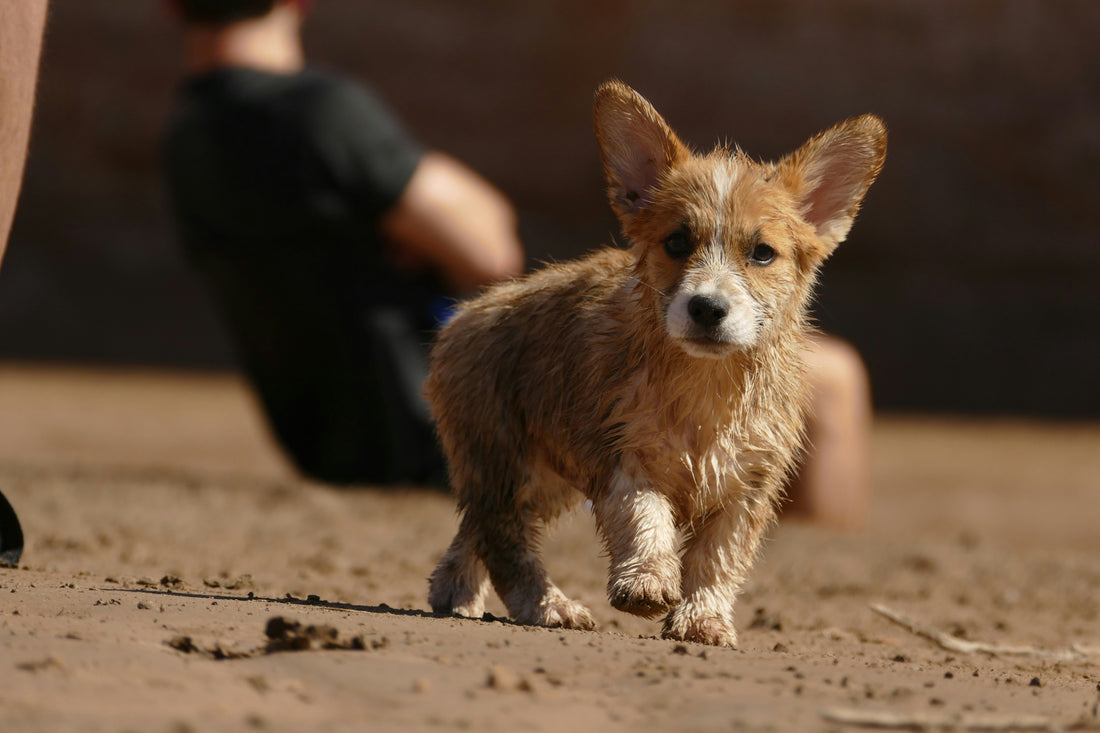The Ultimate Guide to Pet Grooming: Why Regular Cleaning with HugWith Pet Grooming Glove Wipes is Essential